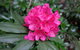 Rhododendrons At Brangayne - thumb 0