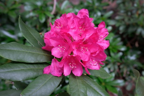 Rhododendrons At Brangayne - Schoolies Week Accommodation 0