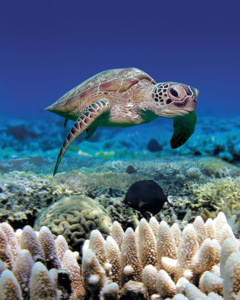Great Adventures Green Island Ocean Swim - Schoolies Week Accommodation 2