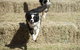 Great Nundle Dog Race - thumb 0