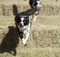 Great Nundle Dog Race - Schoolies Week Accommodation