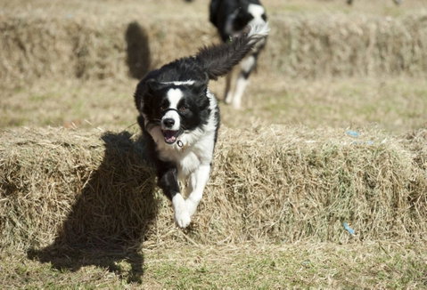 Great Nundle Dog Race - Schoolies Week Accommodation 0