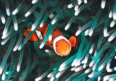 Great Barrier Reef Masters Games - Schoolies Week Accommodation 1