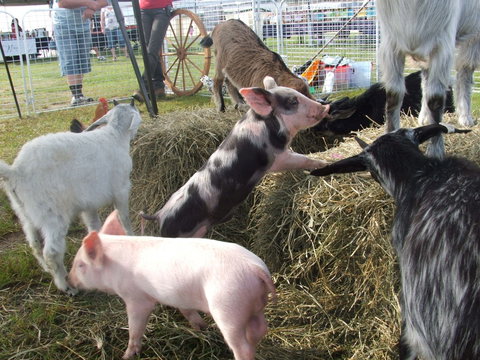 Primex Field Days - Online Virtual Event - Schoolies Week Accommodation 2