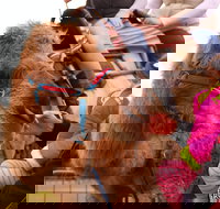 Willunga Almond Blossom Festival - Schoolies Week Accommodation