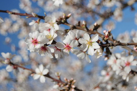 Willunga Almond Blossom Festival - Schoolies Week Accommodation 1