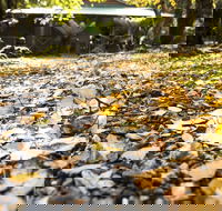 Cradle Forest Inn - Schoolies Week Accommodation