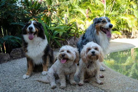 Wildlife Holiday Home - Schoolies Week Accommodation 3
