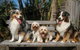 Wildlife Holiday Home - thumb 4