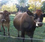 Drumreagh Bed  Breakfast Cabins - Schoolies Week Accommodation