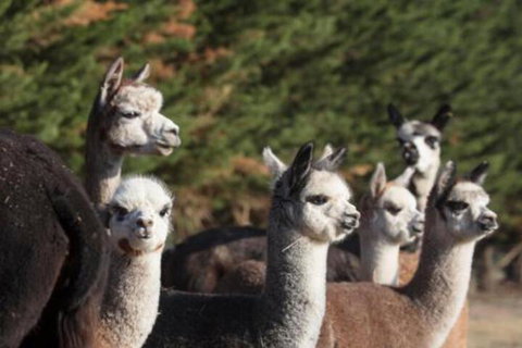 Malakai Farm Stay - Schoolies Week Accommodation 4