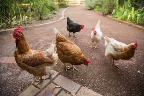 Malakai Farm Stay - Schoolies Week Accommodation 7