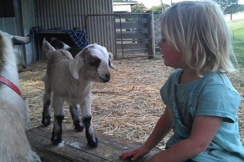 Fernleigh Farmstay & Bike Park - Schoolies Week Accommodation 5