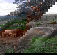 Morella Farm Stay - Schoolies Week Accommodation