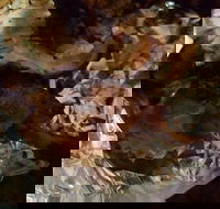 Thunderbird Chicken - Schoolies Week Accommodation