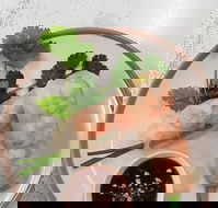 Golden Tree Cafe - Schoolies Week Accommodation