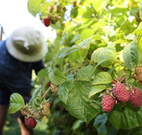 Springwood Farm Berries - Schoolies Week Accommodation