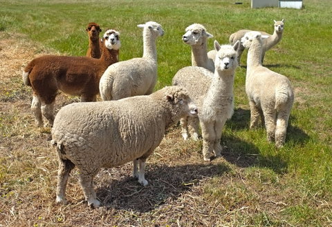 The Farmer's Place - Schoolies Week Accommodation 2