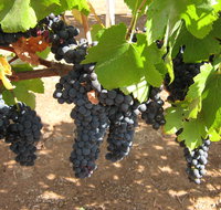 Waybourne Winery - Schoolies Week Accommodation