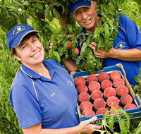 Willayoung Orchard