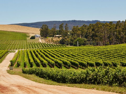 Pipers Brook Vineyard - Schoolies Week Accommodation 1