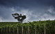 Dalrymple Vineyards - thumb 0