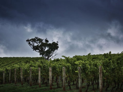 Dalrymple Vineyards - Schoolies Week Accommodation 0