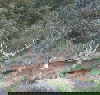 Hahndorf Venison - Schoolies Week Accommodation