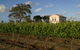 Highbank Vineyards - thumb 0