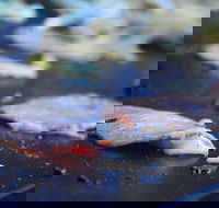 Mount Gravatt Hotel - Schoolies Week Accommodation