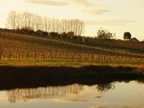 Brook Eden Vineyard - Schoolies Week Accommodation 1