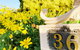 Beautiful Garden House - thumb 1