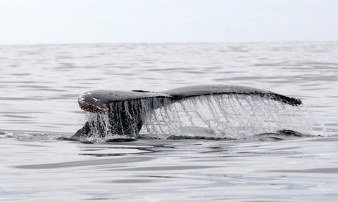 Mollymook Beach Waterfront - Schoolies Week Accommodation 19