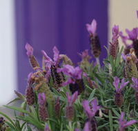 The Purple Door on Seaview - Schoolies Week Accommodation