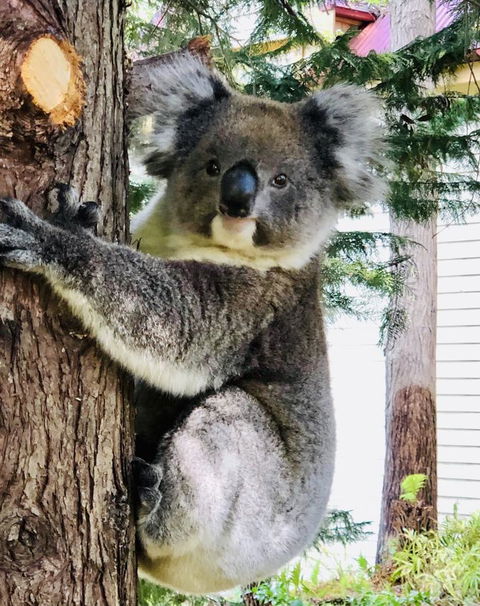 Aldgate Creek Cottage Bed And Breakfast - Schoolies Week Accommodation 9