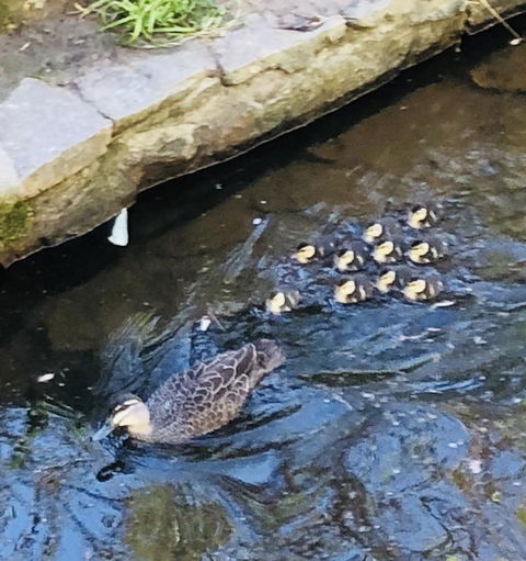 Aldgate Creek Cottage Bed And Breakfast - Schoolies Week Accommodation 25