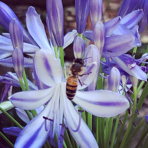 Aldgate Creek Cottage Bed And Breakfast - Schoolies Week Accommodation 20