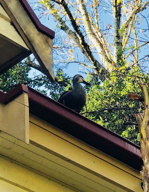 Aldgate Creek Cottage Bed And Breakfast - Schoolies Week Accommodation 26