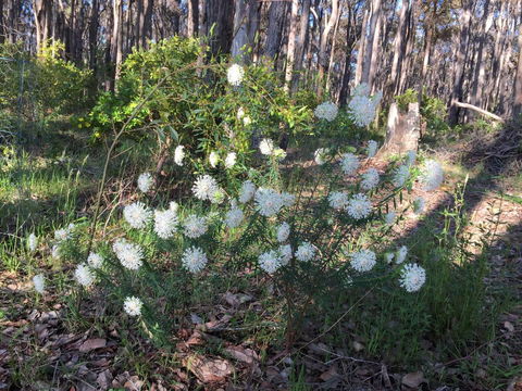 Simala Retreat - Schoolies Week Accommodation 2