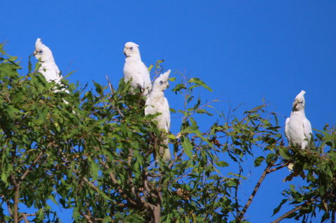 Aurora Kakadu Lodge - Schoolies Week Accommodation 9