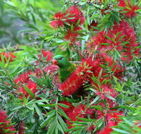 Bottlebrush B  B - Schoolies Week Accommodation