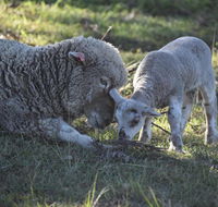 Clandulla Cottages  Farmstay - Schoolies Week Accommodation