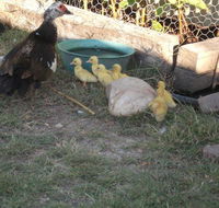 Corella Creek Country Farm Stay - Schoolies Week Accommodation