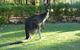 Country Charm Retreat B&B - thumb 2