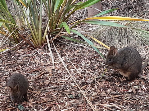 Oyster Cove Chalet - Schoolies Week Accommodation 16