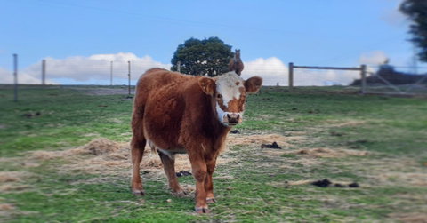 Lockleigh Park - Schoolies Week Accommodation 18