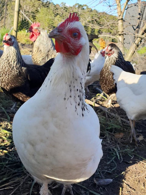 Lockleigh Park - Schoolies Week Accommodation 26