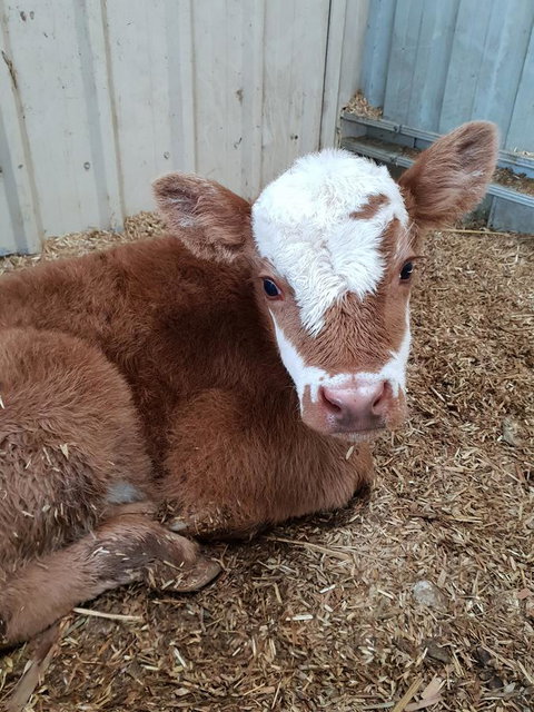 Lockleigh Park - Schoolies Week Accommodation 25