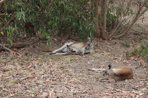 Great Ocean Road Resort - Schoolies Week Accommodation 17