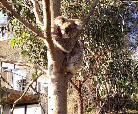 Apollos View Accommodation - Schoolies Week Accommodation 22